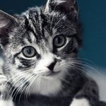 Lisa Rizzi - @rizzi.lisa.lisa - Instagram