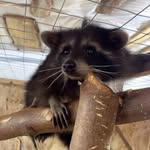 Lisa Raccoons for Adoption - @lisarodents - Instagram