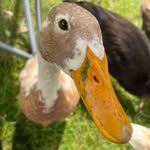 Lisa Roeder - @4runnerducksandahound - Instagram
