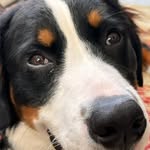 Lisa Roeder - @leo_theloveable_bmd - Instagram
