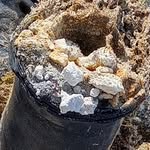 Lisa Roker Bailly - @futurefossilsbahamas - Instagram