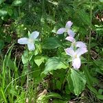 Lisa Rollo - @lmhr123 - Instagram