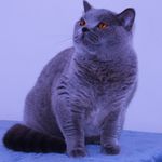 Lisa rollo - @silkabritishshorthair.co.uk - Instagram