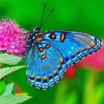 Lisa Roraback - @butterfly.lisa - Instagram