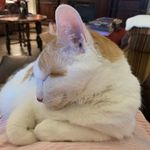 Lisa Rowell - @lisa.rowell.60 - Instagram
