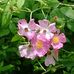 Melisa Ruffner - Facebook