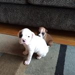 Lisa Pulliam-Rundell - @pulliamrundell - Instagram