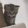 Lisa ruppel - @lisa.ruppel - TikTok