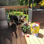 Lisa Sanger - @lisa.sanger.75098 - Instagram