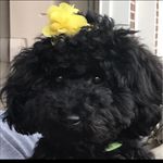 Lisa Sansone-Maloney - @lms1129 - Instagram