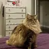 lisasansone937 - @lisasansone937 - TikTok