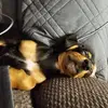 Lele - @lisascaife81 - TikTok