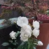 Lisa Scaife - @lisa.scaife27 - TikTok