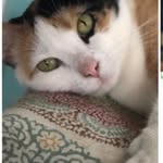 Lisa Schaal Robinson - @lisaschaalrobinson - Instagram