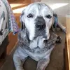 lisaschafferwarne - @lisaschafferwarne - TikTok