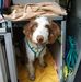 Lisa Scheele - Facebook