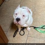 Lisa Schembri - @chiefandstorm - Instagram
