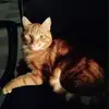Lisa Schill - @diego_the_cat_ - TikTok