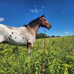 Lisa Doll Severson - @ponygrlok - Instagram