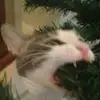 Lisa - @lisa_shell - TikTok