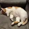 Lisa Shortt - @lisashortt0 - TikTok