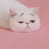 lisashorttvv - @lisashorttvv - TikTok
