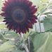 Lisa Shotwell - Facebook