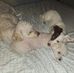 Lisa Shutt - Facebook