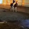 lisasicard - @danikahorse - TikTok