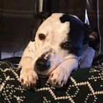 Lisa Siebold - @monorailmom71 - Instagram