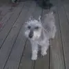 Lisa @ Camp Schnauzer - @lisasigmansitko - TikTok