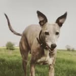 Lisa Silcox - @lisasilcox5 - Instagram