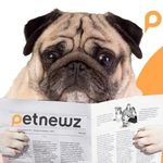 Lisa Sinay - @petnewz - Instagram