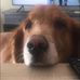 Lisa Partesi Sippel - Facebook