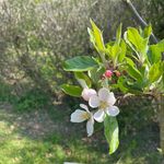 Lisa Snedden - @cumbernauldvillageveggies - Instagram