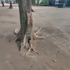 Lisa.Solari - @lisasolaribjenycv - TikTok