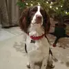 Lisaspanos - @lisaspanos - TikTok