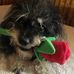 Lisa Staib - Facebook
