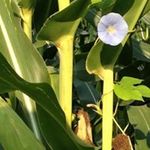 Lisa Volz - @lisastandingtall - Instagram