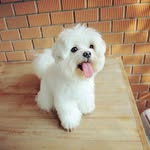 Lisa Steves - @steveslisa - Instagram