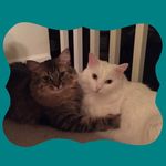 Lisa Storer - @tlstorer3 - Instagram