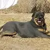 Lisa Strang - @lisa.strang - TikTok