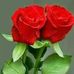 Lisa Strum - Facebook