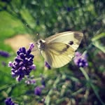 Lisa Summer - @summerkidsbooks - Instagram