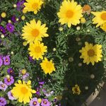 Lisa Tenner - @tennerlisa - Instagram
