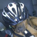 Lisa Tew - @dave_the_awesome_dog - Instagram