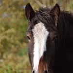 Lisa Tölle & Irish Cob Maisy - @irishcob_maisy - Instagram
