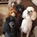 Lisa Tollison - Facebook
