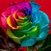 Lisa Tomas - Facebook