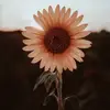 Lisa - @lisatonarelli_ - TikTok